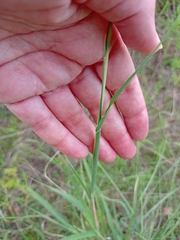 Bothriochloa