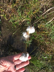 Eriophorum virginicum