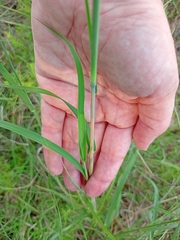 Bothriochloa