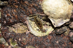 Ligia exotica