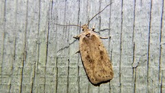 Agonopterix clemensella