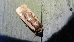 Ochropleura implecta