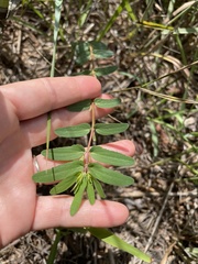 Euphorbia nutans