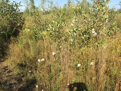 Eriophorum virginicum