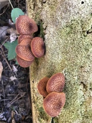 Tricholomopsis formosa