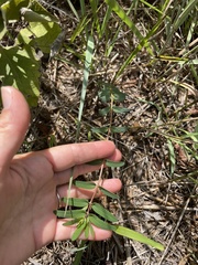 Euphorbia nutans
