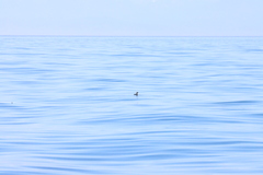 Brachyramphus marmoratus