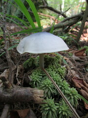 Entoloma indigoferum