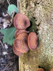 Tricholomopsis formosa