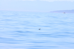 Brachyramphus marmoratus