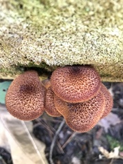 Tricholomopsis formosa