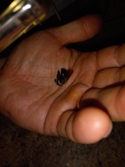 Xylocopa virginica virginica