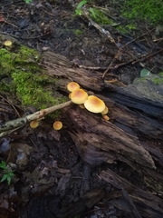 Tricholomopsis decora