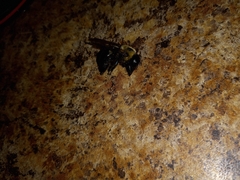 Xylocopa virginica virginica