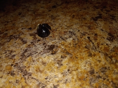Xylocopa virginica virginica
