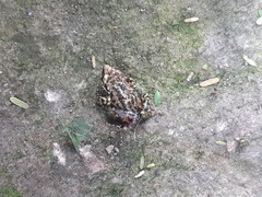 Eleutherodactylus nitidus