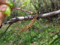 Betula occidentalis