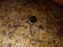 Xylocopa virginica virginica