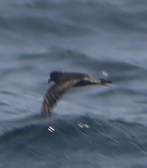 Hydrobates homochroa