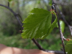 Betula occidentalis