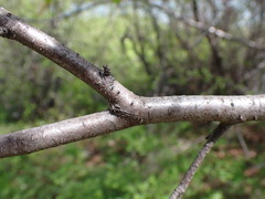 Betula occidentalis