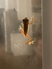Hyla