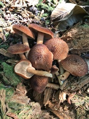 Tricholomopsis formosa