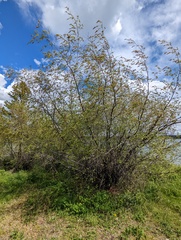 Betula occidentalis