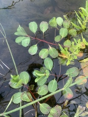 Ludwigia hexapetala
