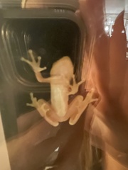Hyla