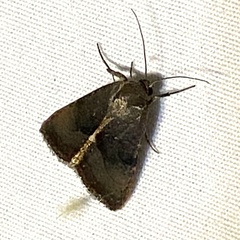 Galgula partita