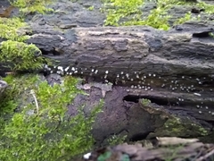 Helicogloea compressa