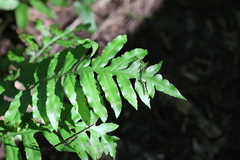 Woodwardia areolata