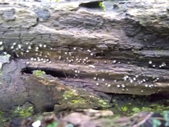 Helicogloea compressa