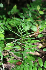Woodwardia areolata