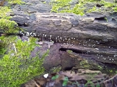 Helicogloea compressa