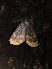 Idia lubricalis