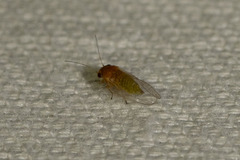 Heteropsylla