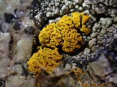 Candelariella
