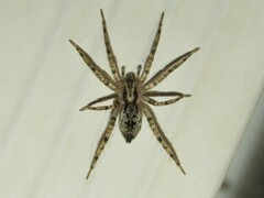 Anyphaena