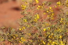 Senna artemisioides quadrifolia