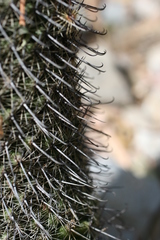 Mammillaria hamata