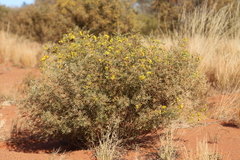 Senna artemisioides quadrifolia