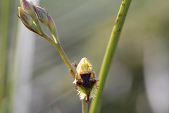 Calochilus campestris