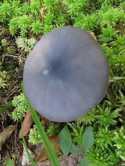 Entoloma indigoferum