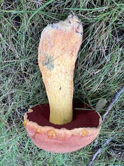 Neoboletus