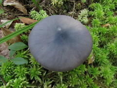 Entoloma indigoferum