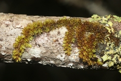 Macromitrium microstomum