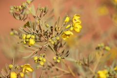 Senna artemisioides quadrifolia