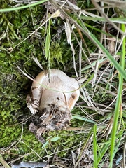 Lactarius pubescens